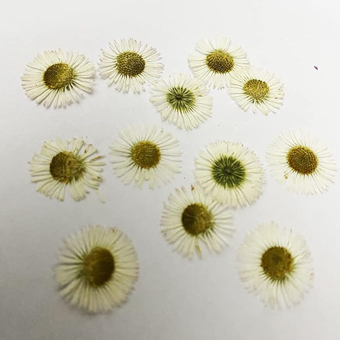 24 pcs White Fleabane Real Natural Dried Pressed Flowers for Resin Art Craft DIY