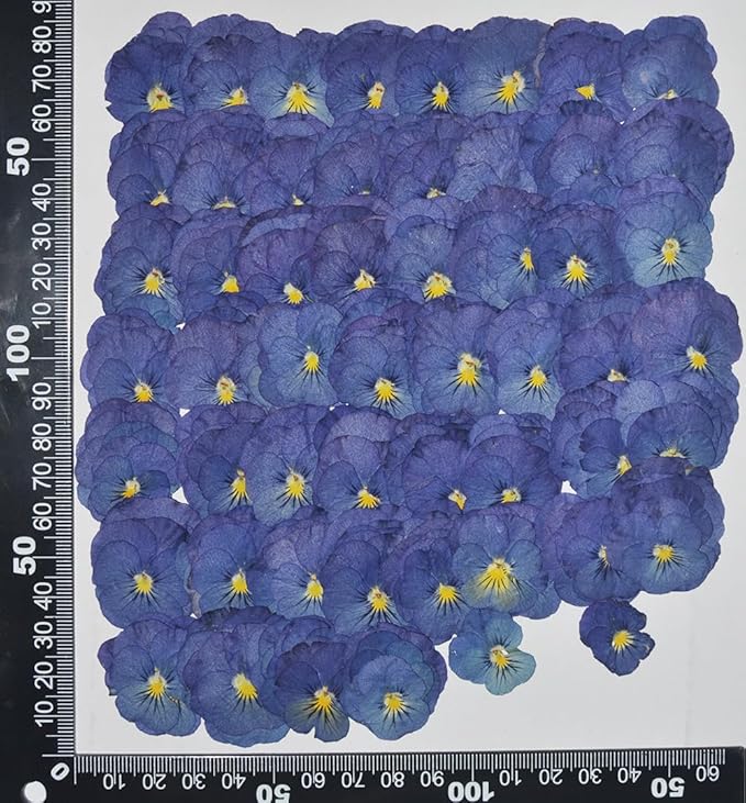 12 pcs Purple Viola Real Natural Dried Pressed Flowers for Resin Scrapbooking DIY Candle Decoration Jewelry Crafts