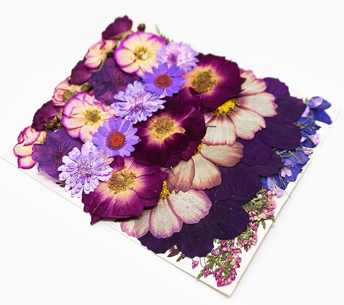 TrendCart Large Purple Dried Pressed Flowers - Real Natural Big Flowers for Resin, Crafts, Nail Art, Candle, Soap, Phone Cases & DIY Jewelry
