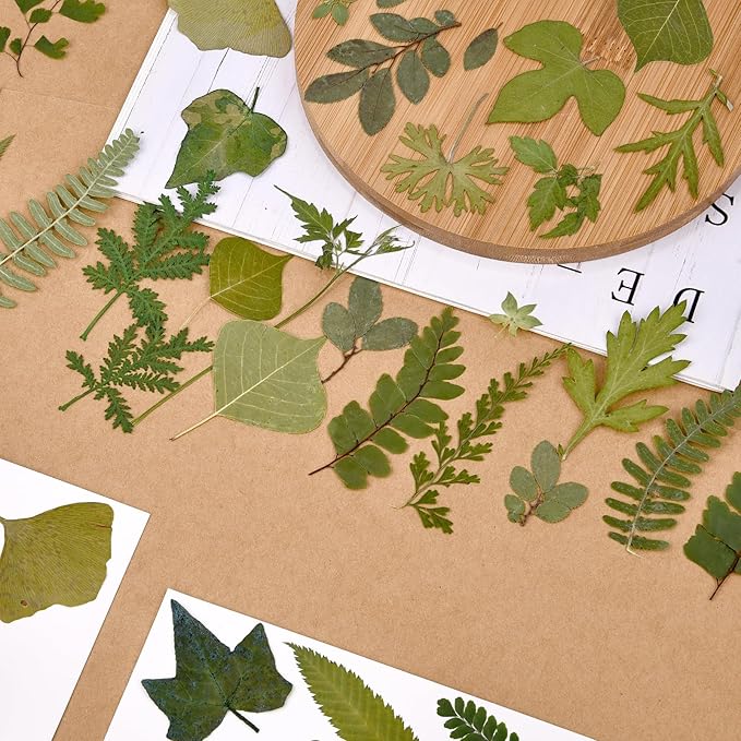DALARAN 63 PCS Natural Dried Leaves Pressed Leaves Dried Pressed Flowers for Crafts Soap Making Candle Making and Resin Jewelry Making Pressed Flower Art Floral Decors