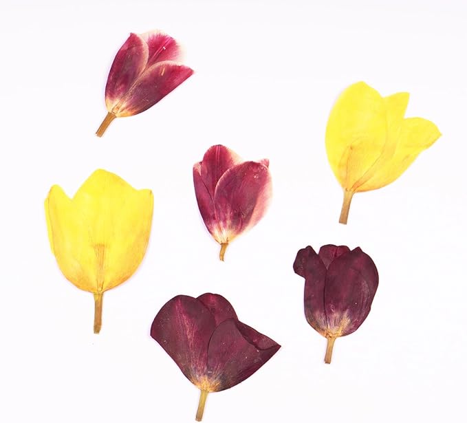 6Pcs Tulips Dried Pressed Flowers for Crafts,Xinxinran Edible Flowers for Cake Decorations,Resin Molds,Bookmark,Jewelry Molds,Candle Making Supplies,Soap,Frame(3 Types)