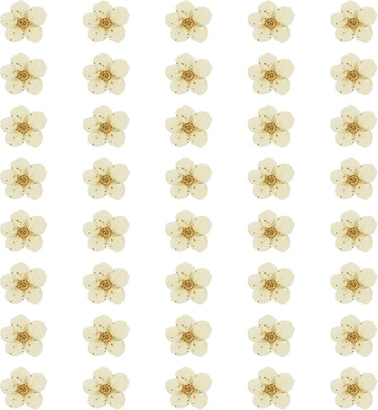 uxcell 40Pcs Dried Pressed Flowers, 0.24-0.31" Colorful Dried Pressed Narcissus Flowers Bulk for Nail Art Resin Jewelry Candle Card Making Scrapbook Phone Case Decoration, White