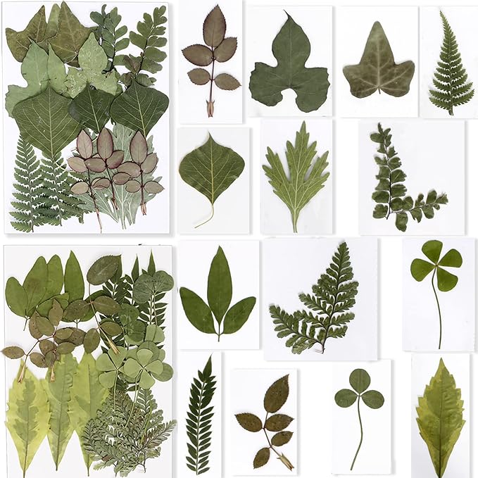 BIHRTC 100PCS Dried Pressed Flowers Assorted Real Dried Pressed Leaves Natural Colorful Real Dry Flowers Leaves for Resin Scrapbooking DIY Candle Accessories Jewelry Crafts Making