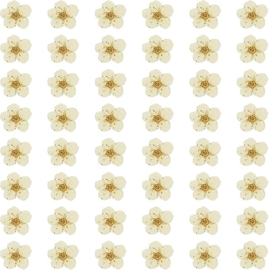 uxcell 100Pcs Dried Pressed Flowers, 0.24-0.31" Colorful Dried Pressed Narcissus Flowers Bulk for Nail Art Resin Jewelry Candle Card Making Scrapbook Phone Case Decoration, White