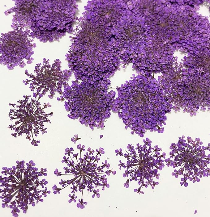 24 pcs Purple Queen Anne's Lace Real Natural Dried Pressed Flowers for Resin Scrapbooking DIY Candle Decoration Jewelry Crafts