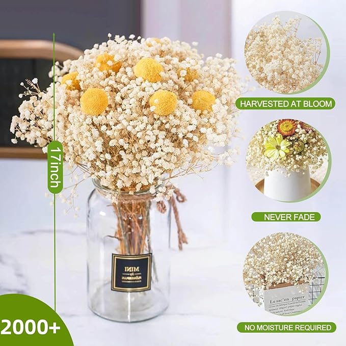 2500+ Dried Babys Breath Flowers Bulk - 17" Ivory White Dried Flower Bouquet, Real Natural Gypsophila Branches for Vase Filler, Wedding, Table Centerpiece, Home Decor, DIY Wreath Floral, Crafts