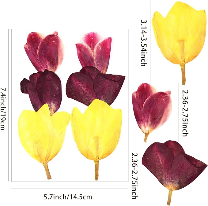 6Pcs Tulips Dried Pressed Flowers for Crafts,Xinxinran Edible Flowers for Cake Decorations,Resin Molds,Bookmark,Jewelry Molds,Candle Making Supplies,Soap,Frame(3 Types)