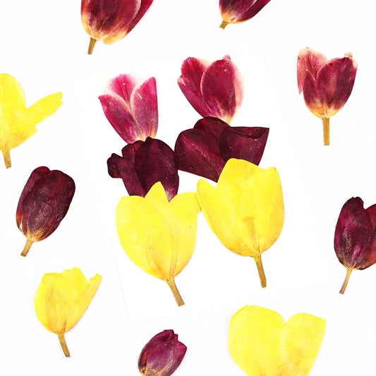 6Pcs Tulips Dried Pressed Flowers for Crafts,Xinxinran Edible Flowers for Cake Decorations,Resin Molds,Bookmark,Jewelry Molds,Candle Making Supplies,Soap,Frame(3 Types)
