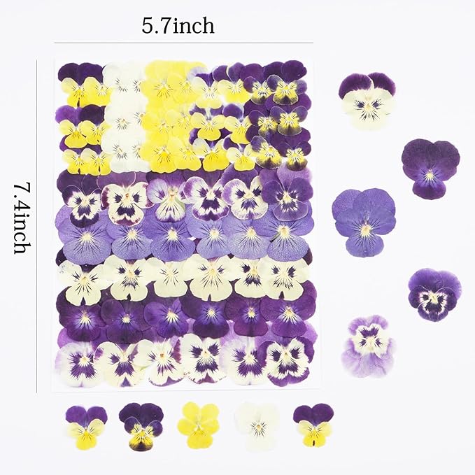 60Pcs Pansy Dried Pressed Flowers for Crafts,Xinxinran Dry Flowers Kit for Cake Decorating,Resin Molds,Bookmark,Jewelry Molds,Candle Making Supplies,Soap,Frame(8 Color)