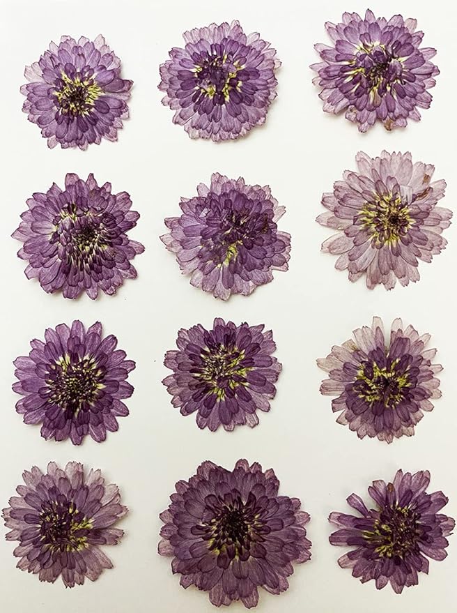 UOKWIWI 12 pcs Mini Chrysanthemum Real Natural Dried Pressed Flowers for Resin Art Craft DIY