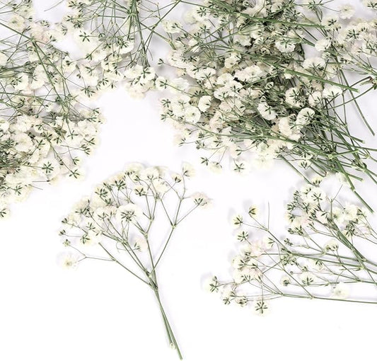 50 Pcs Baby's Breath Real Natural Dried Pressed Flowers for Wedding DIY Crafts Home Decor Resin Art Card Making Vase Arrangements (White)