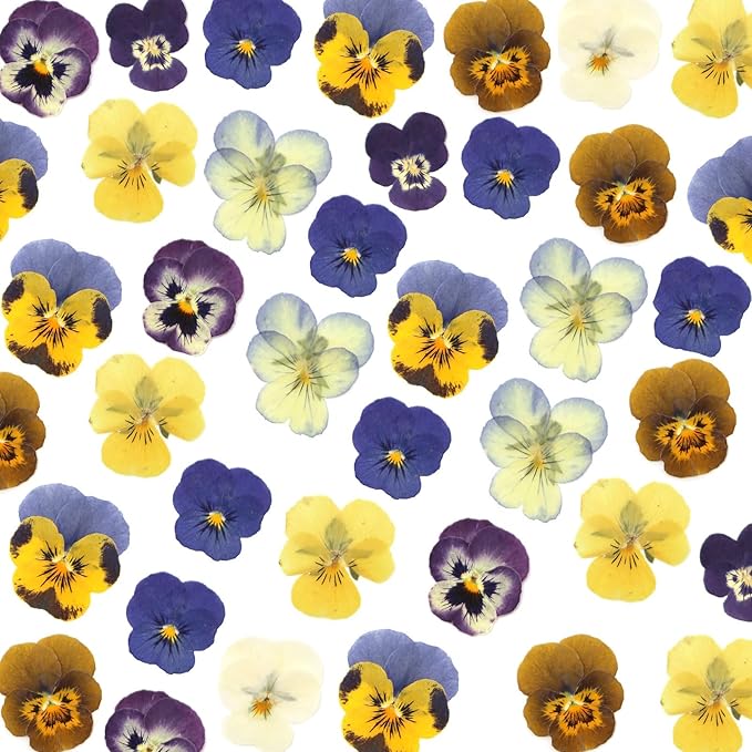 64 Pcs Dried Pressed Viola Flowers, 8 Color Gradient Purple Blue Yellow White, for Resin DIY Art Jewelry Candle & Soap Making with Tweezers Included