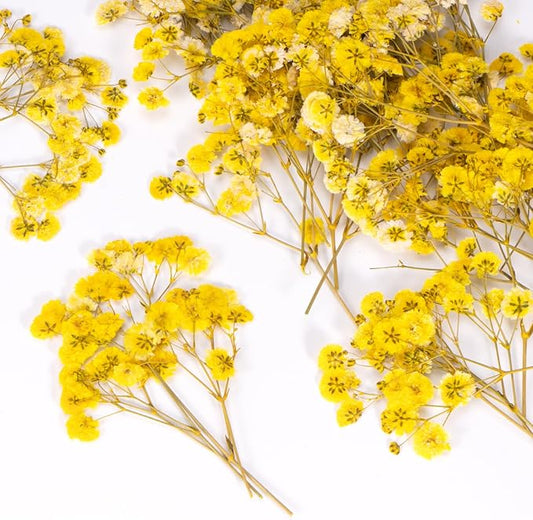 50 Pcs Baby's Breath Real Natural Dried Pressed Flowers for Wedding DIY Crafts Home Decor Resin Art Card Making Vase Arrangements (Yellow)