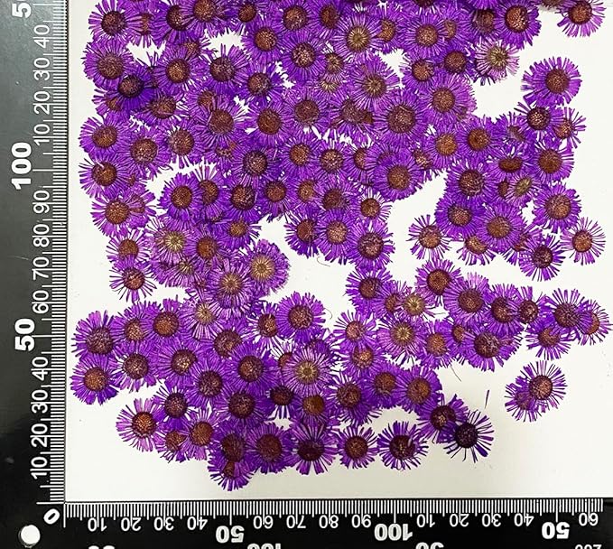 12 pcs Purple Conyza Canadensis Real Natural Dried Pressed Flowers for Resin Scrapbooking DIY Candle Decoration Jewelry Crafts