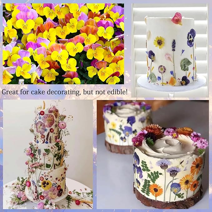 60Pcs Pansy Dried Pressed Flowers for Crafts,Xinxinran Dry Flowers Kit for Cake Decorating,Resin Molds,Bookmark,Jewelry Molds,Candle Making Supplies,Soap,Frame(8 Color)