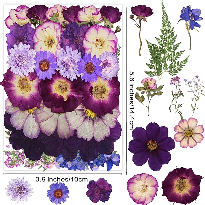 TrendCart Large Purple Dried Pressed Flowers - Real Natural Big Flowers for Resin, Crafts, Nail Art, Candle, Soap, Phone Cases & DIY Jewelry