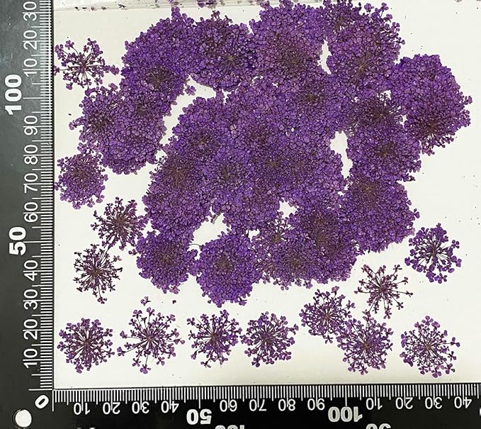 24 pcs Purple Queen Anne's Lace Real Natural Dried Pressed Flowers for Resin Scrapbooking DIY Candle Decoration Jewelry Crafts