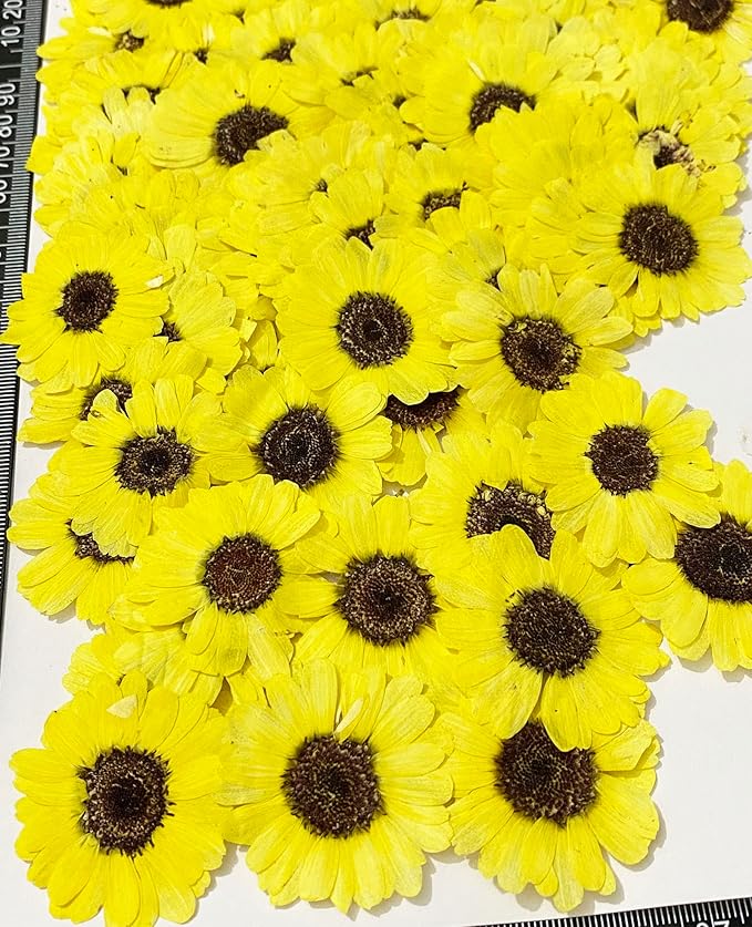 12 pcs Bright Yellow Sunflowers Real Natural Dried Pressed Flowers for Resin Art Craft DIY