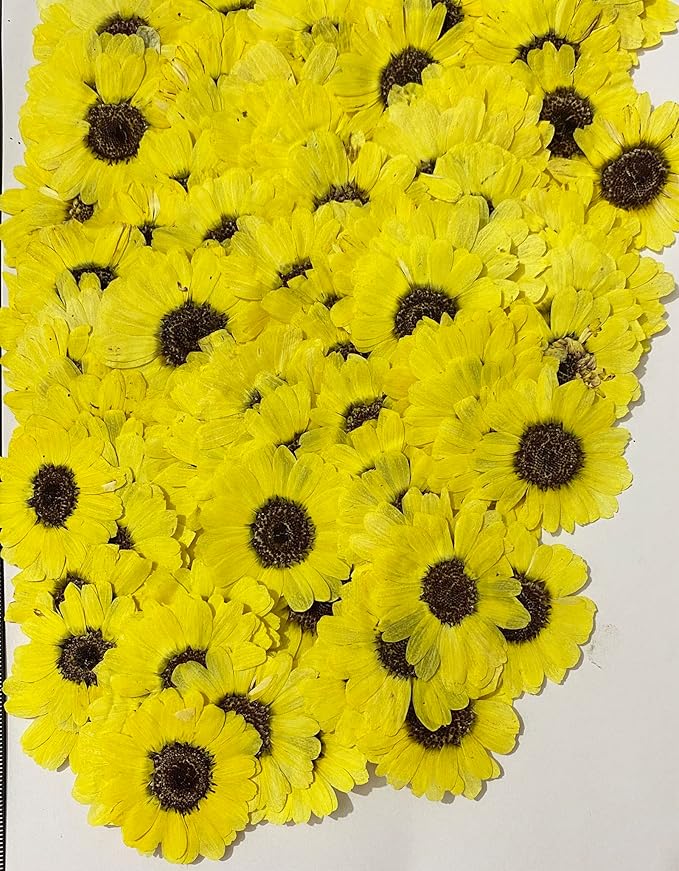 12 pcs Bright Yellow Sunflowers Real Natural Dried Pressed Flowers for Resin Art Craft DIY
