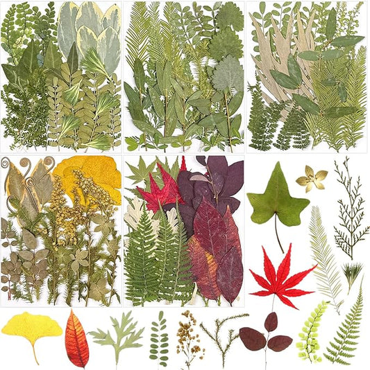 Nuanchu 167 Pcs Real Dried Pressed Flowers Natural Dried Flowers Colorful Daisy Mixed Wildflowers Leave for DIY Candle Resin Nails Jewelry Pendant Crafts Floral Art(Green,Fresh Style)