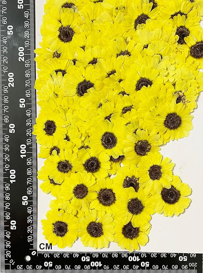12 pcs Bright Yellow Sunflowers Real Natural Dried Pressed Flowers for Resin Art Craft DIY